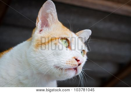 Homeless White Orange Cat Portrait With Miosis Eyes. Selective Focus On Eye