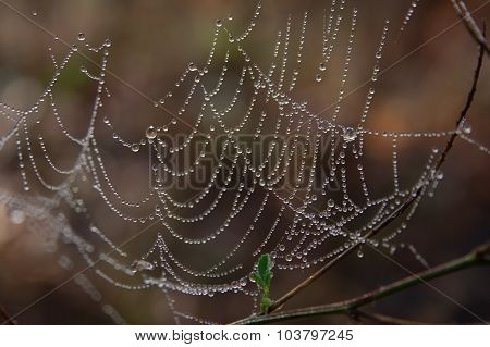 Morning spider's web.
