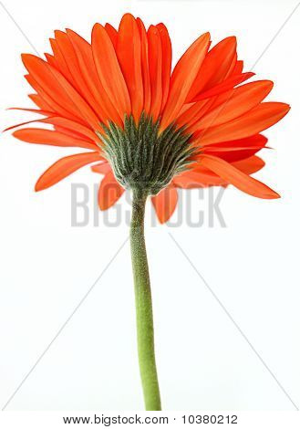 Kırmızı Gerbera çiçek