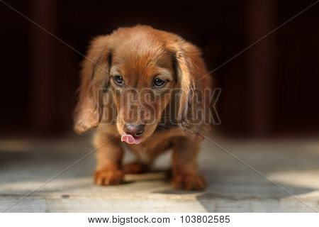 Portrait of Dashund dog