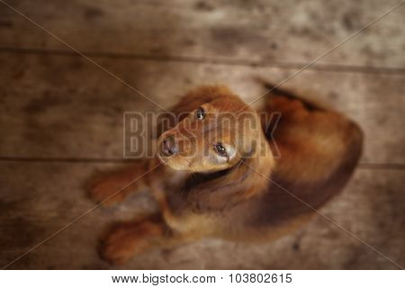 Portrait of Dashund dog