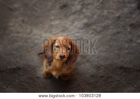 Portrait of Dashund dog