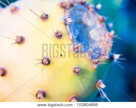 Inside Of A Prickly Pear