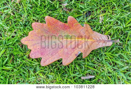 Brown leave.
