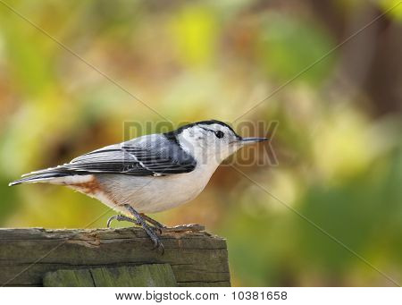 Pettobianco, Sitta Carolinensis