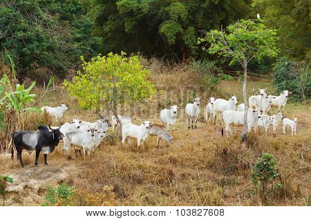 Herd Of Brazilian Beef Cattle Bull - Nellore, White Cow