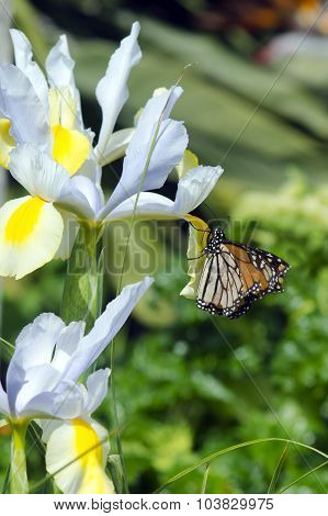 Monarch Buterfly Nectaring From Flower
