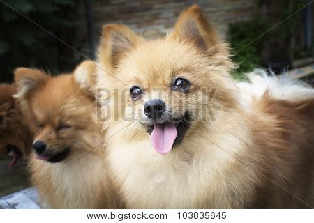 brown Pomeranian dogs