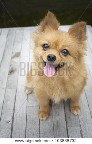 smiling brown Pomeranian dogs