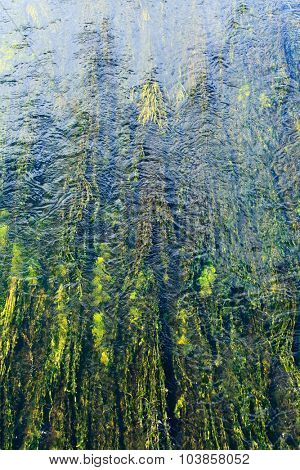 algae in river