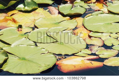 Green Water Lilies In The Dark Water