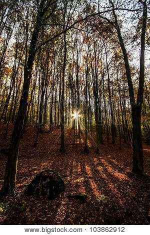 Beautiful Autumn Beeches-voderady,czech Republic