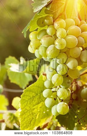 Grape of juicy delicious muscat. Abstract agriculture backgrounds