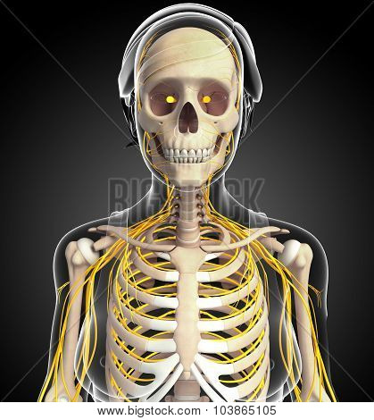 Female Ribcage And Nervous System Artwork