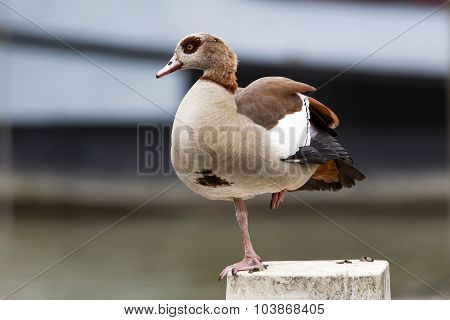 Egyptian Goose