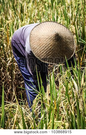 Rise Picker During Harvest Period - Bali,indonesia