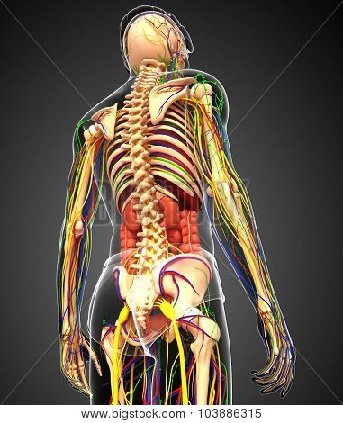 Lymphatic, Skeletal, Nervous And Circulatory System Of Male Anatomy Body