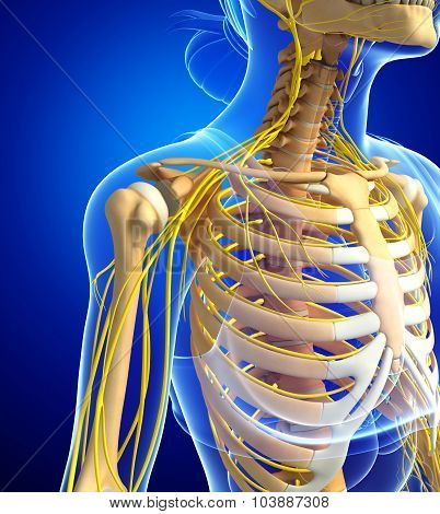 Female Ribcage And Nervous System Artwork