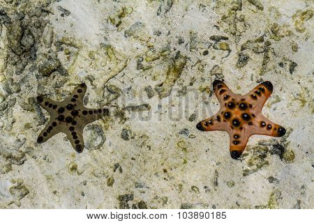 Two Starfishes Underwater - Borneo,malaysia