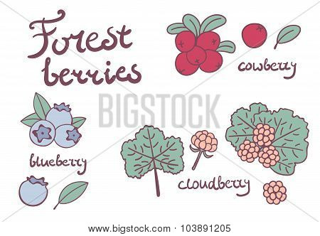 Forest berries collection
