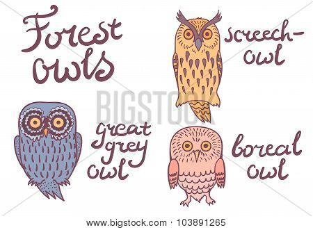 Forest owls collection