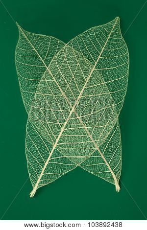 Dry Transparent Leaf