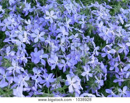 Phlox ringlav