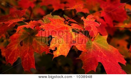 Red Maple