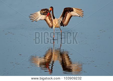 Sadle-billed stork (Ephippiorhynchus senegalensis), Kruger National Park, South Africa
