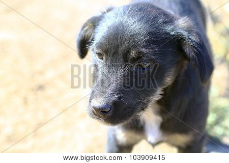 The head of a puppy teenager.