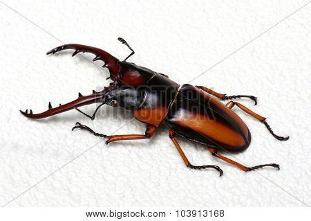 Stag beetle isolated on background