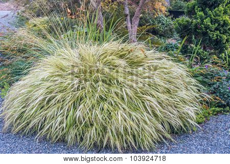 Large Sedge Bush