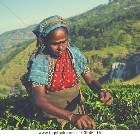 Tea Picker Picks Leaves Agriculture Concept