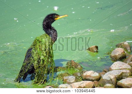 Slime Covered Cormorant Bird on a Weed and Algae Covered Lake