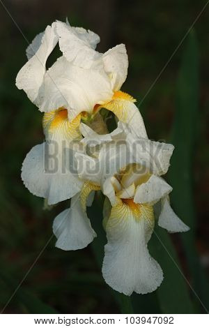 Two White Bearded Iris at Sunrise
