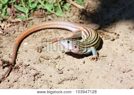 Whip-Tail Lizard