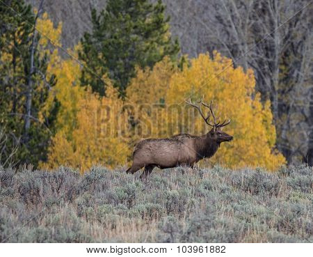 Elk