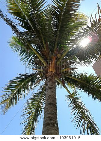 Palm