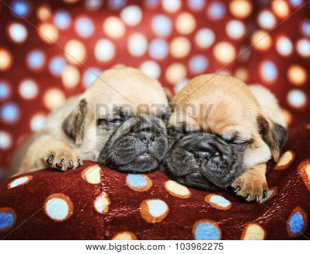cute chug pug puppies in a polka dot blanket sleeping