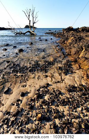 Dead Tree Andilana Beach Seaweed In