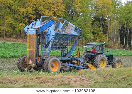 Sugar Beet Harvest In October