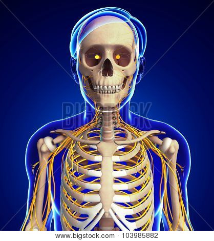 Male Ribcage And Nervous System Artwork