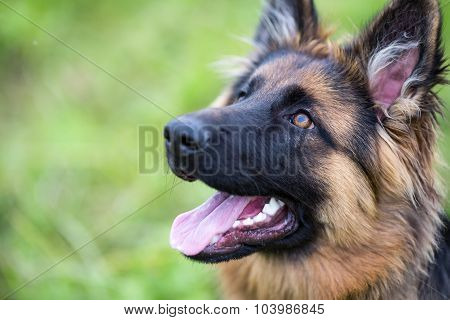 Young dog german shepherd on the grass