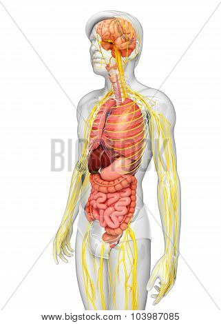 Male Body Of Nervous And Digestive System Artwork