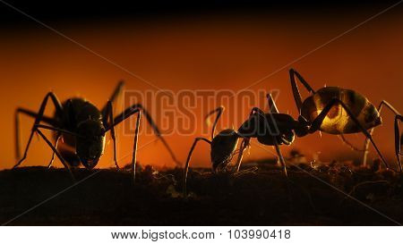 Ants