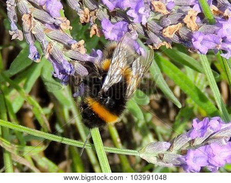 This is a close-up photograph of a bumblebee
** Note: Soft Focus at 100%, best at smaller sizes