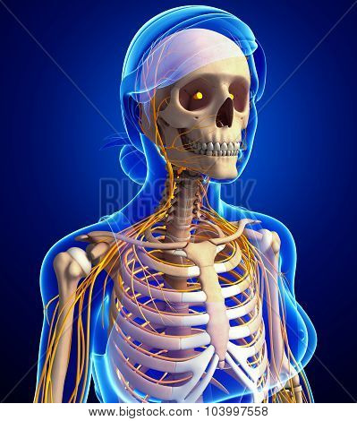 Female Ribcage And Nervous System Artwork