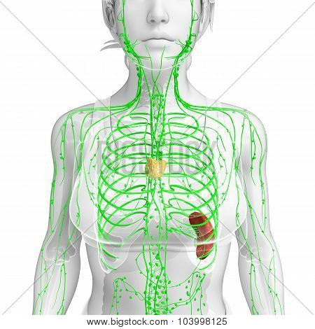 Lymphatic System Of  Female Body