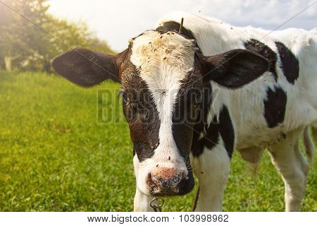 Little calf standing alone in green pasture. Close up. Looking into camera