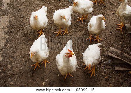White chicken walking on the ground. Top view